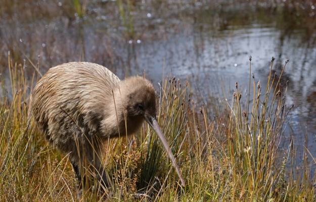 Kiwi Bird