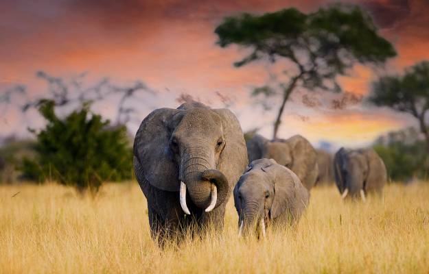 Elephants, Tanzania