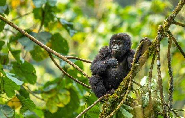 gorilla
