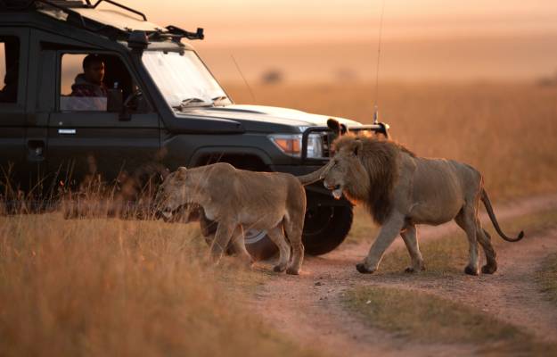 safari