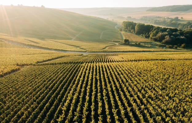 vineyard