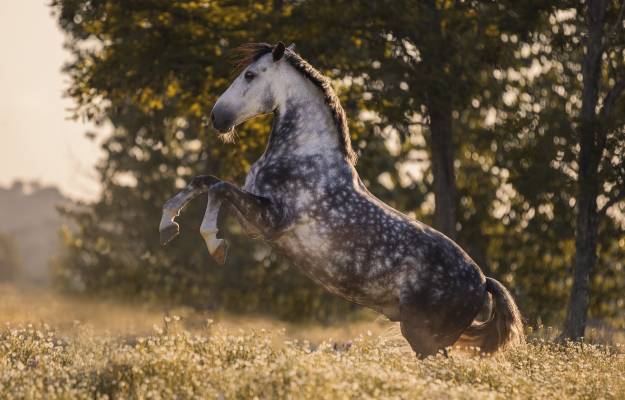 Andalusian Horses