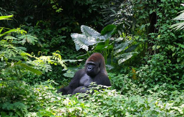 Gorilla, Rwanda