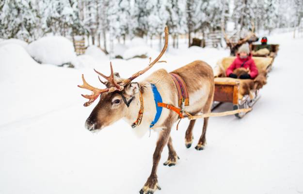 Reindeer Safari