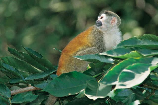 squirrel monkey