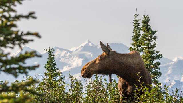 Alaskan Discovery Tour