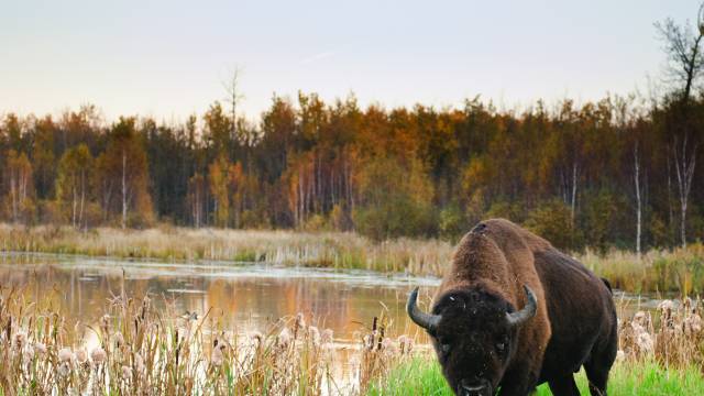 Island National Park Alberta Canada