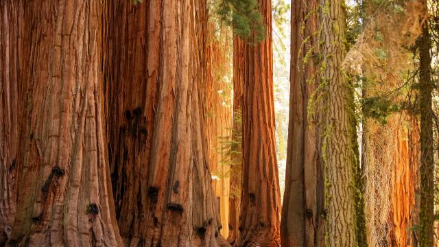 California and National Parks