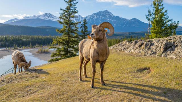 Canadian Rockies Tour