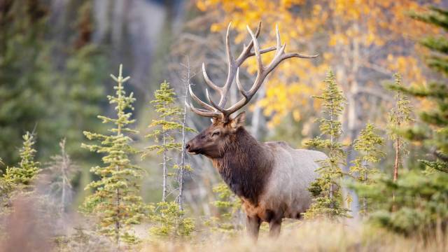 Canadian Rockies Tour