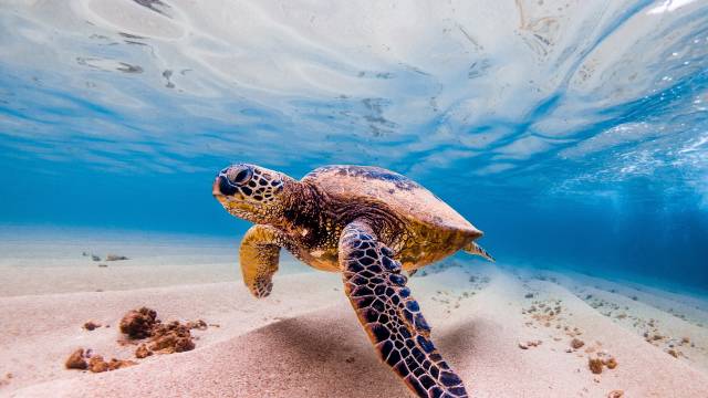 Hawaiian Islands Cruise & Tour