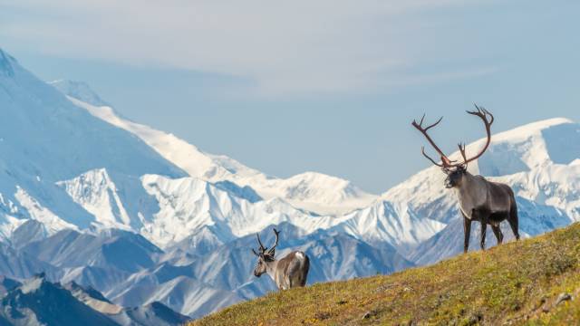 Alaskan Discovery Tour