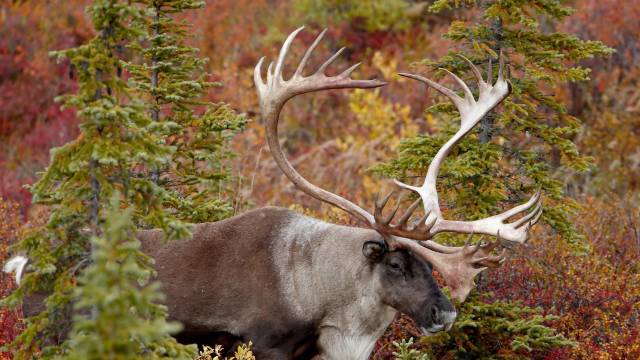 Majestic Alaska Cruise & Tour