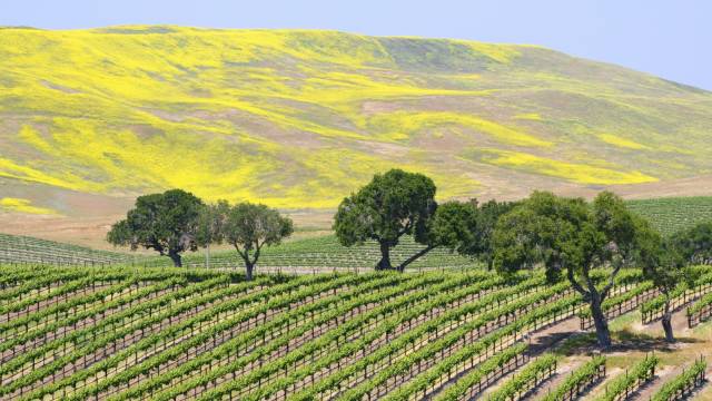 Vineyard-in-Santa-Ynez-Valley