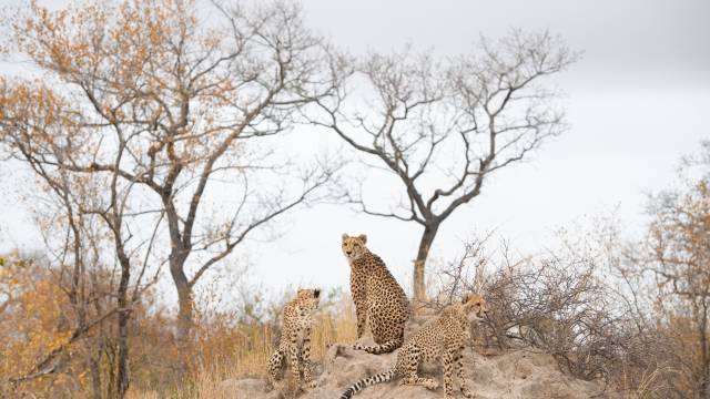 Cheetah