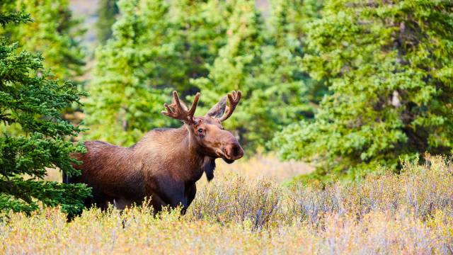 Majestic Alaska Cruise & Tour