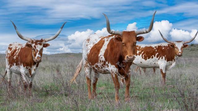 Heart of Texas