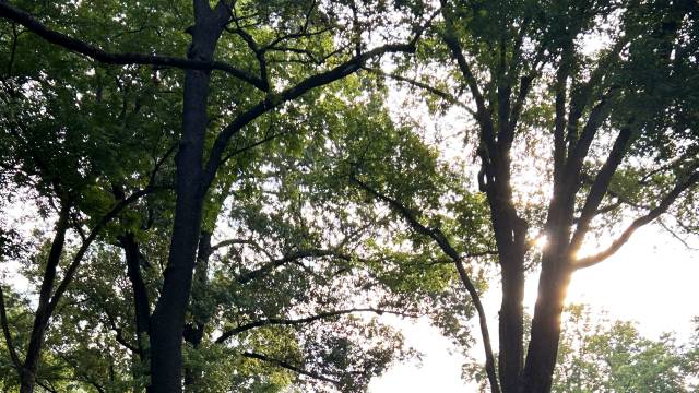 Songs of the American South