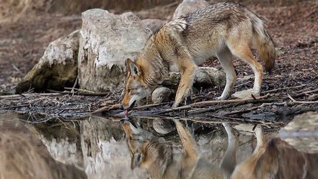 Steven Rose's winning photo in the #ROMWPY contest