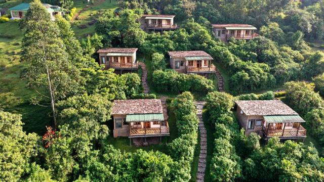 Chimps & Gorillas of Uganda
