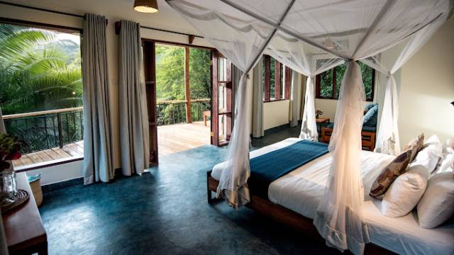 Chimps & Gorillas of Uganda