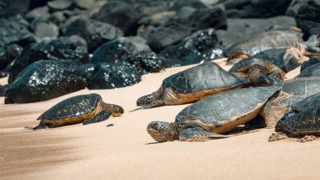 Hawaiian Getaway: Oahu & Maui