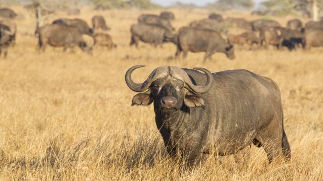 Into The Wild: South African Safari Adventure