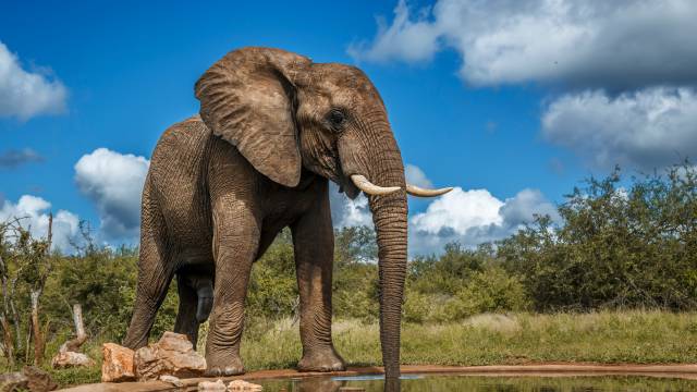 Into The Wild: South African Safari Adventure