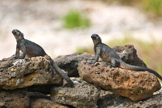 marine iguanas