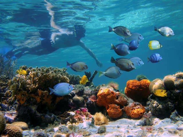 sea life