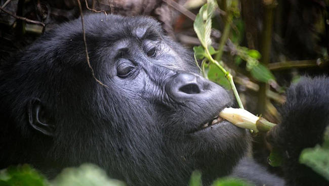 Mgahinga Gorilla National Park