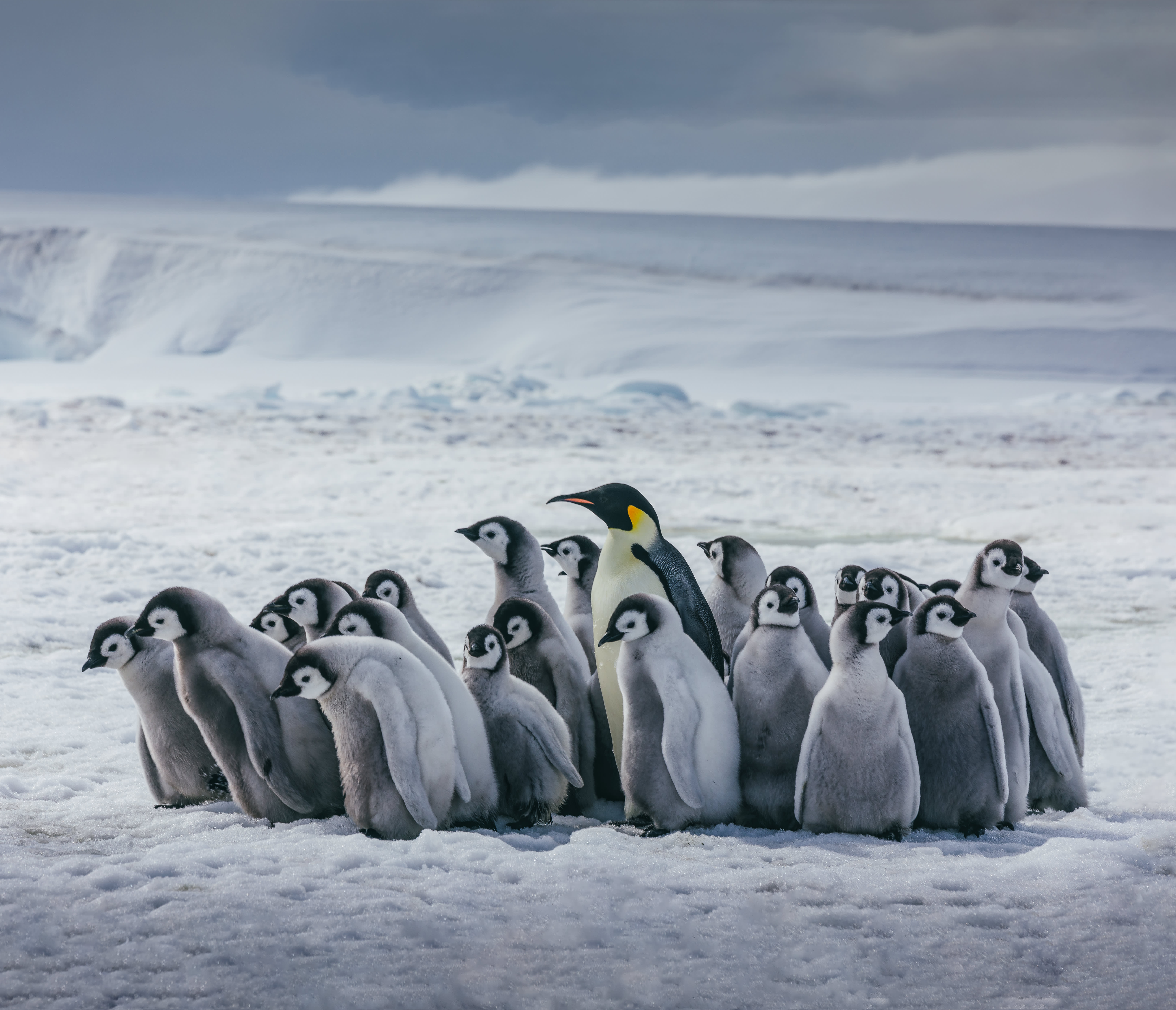 First Timer’s Guide to Choosing Your Perfect Polar Adventure Activity 