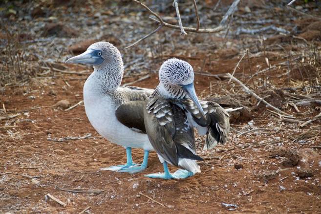 galapagos islands