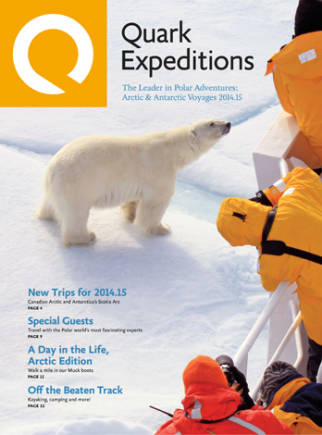 Gentoo Penguin