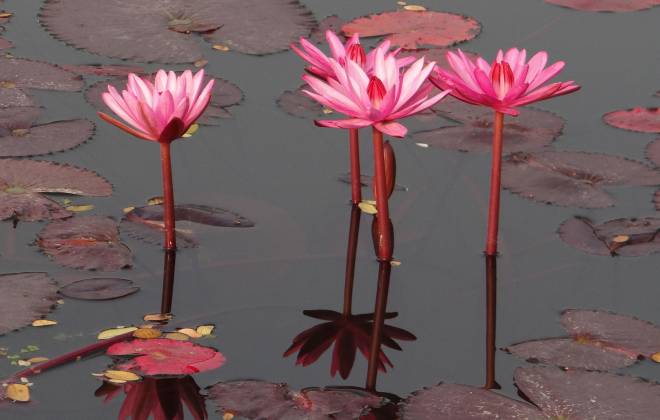 Water Lily