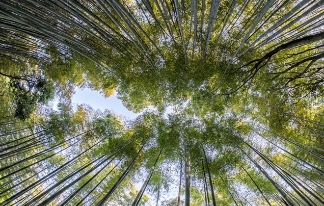 a close up of a tree