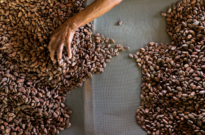 Grenada Cocoa-Bohnen