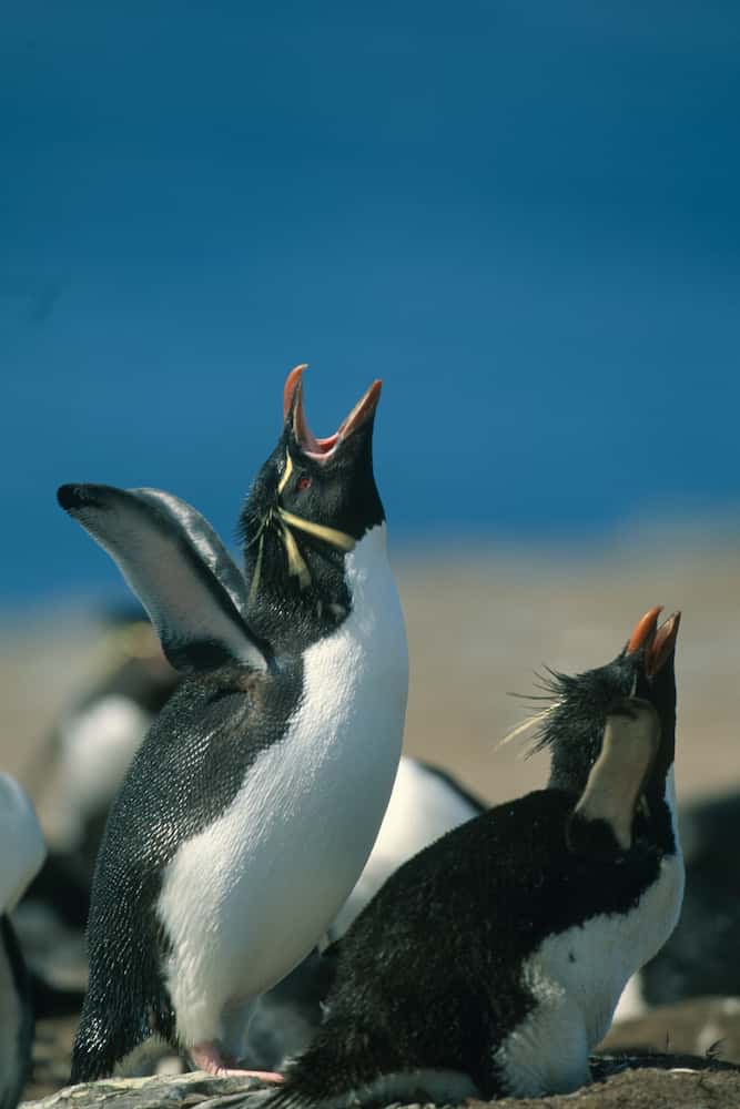 rockhopper penguins