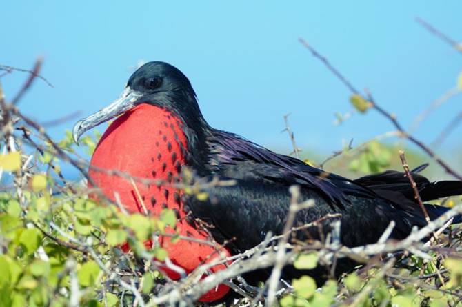 magnificent frigatebird