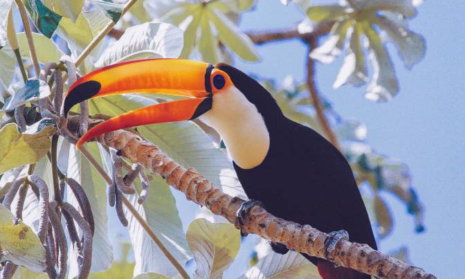 toco toucan