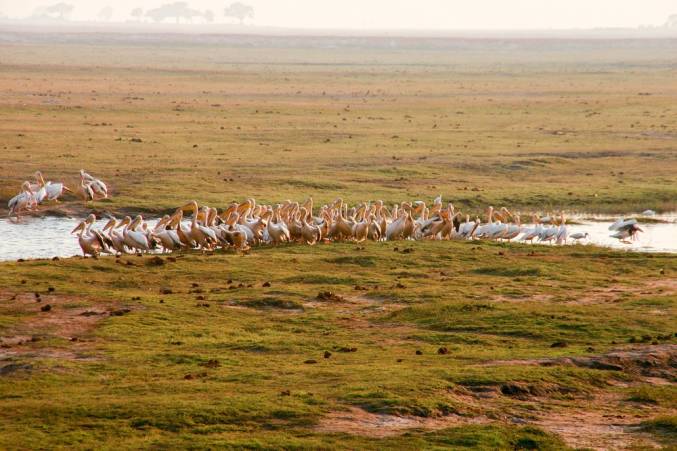 Botswana Bird Migration