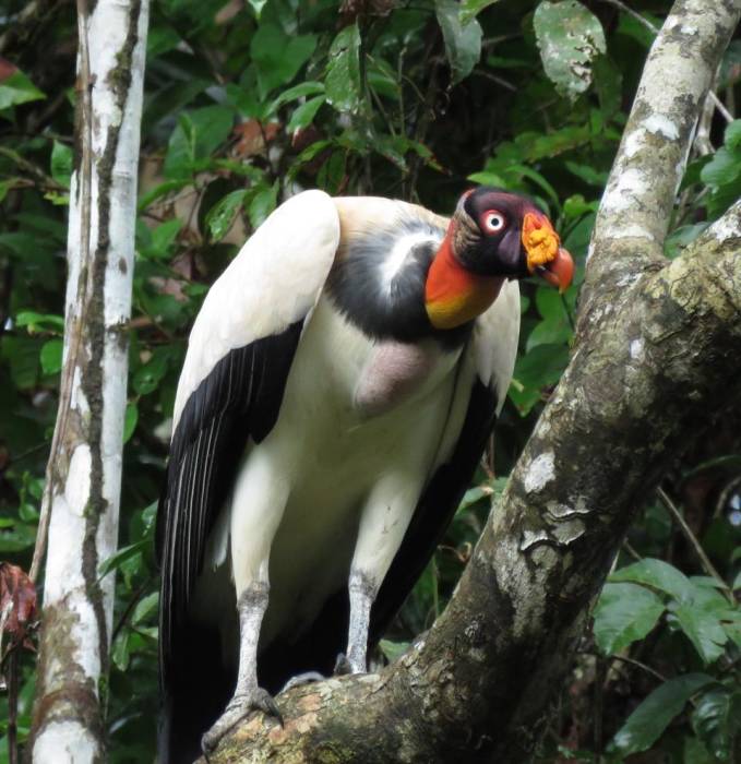 king vulture