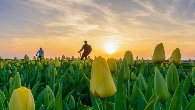 Holland Bike & Sail - Tulip Tour