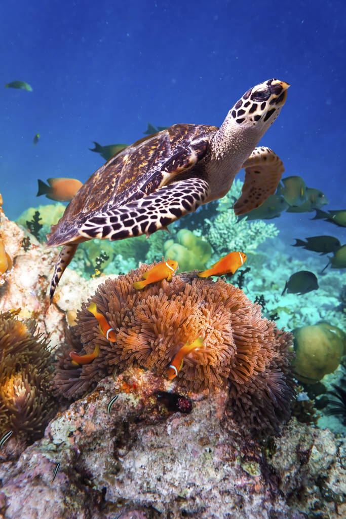 Endangered Hawksbill Turtle