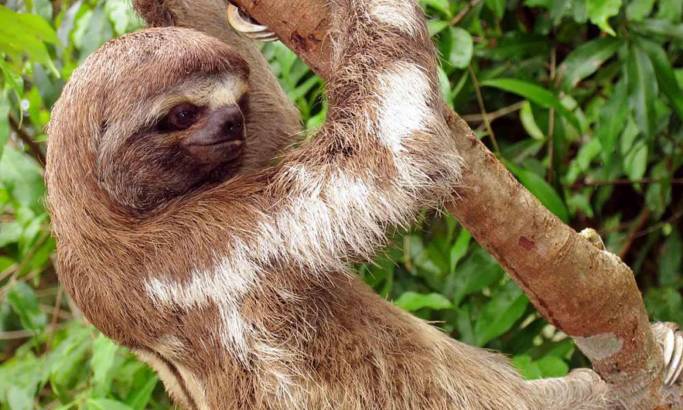 amazon sloth
