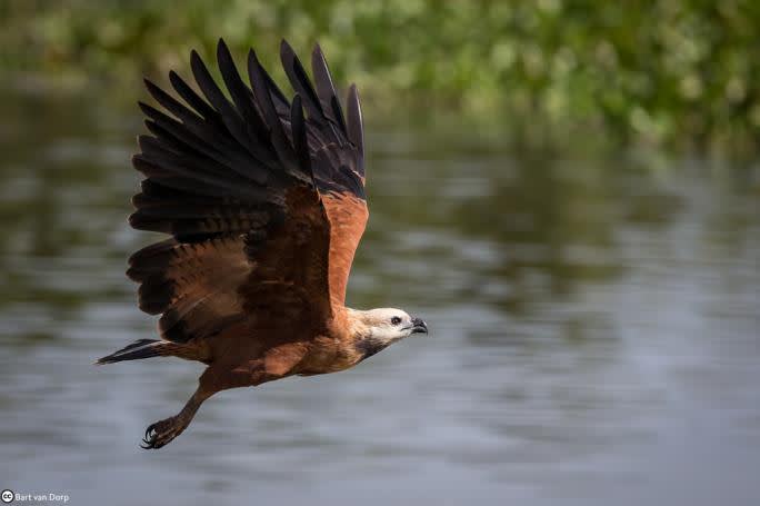 black collared hawk