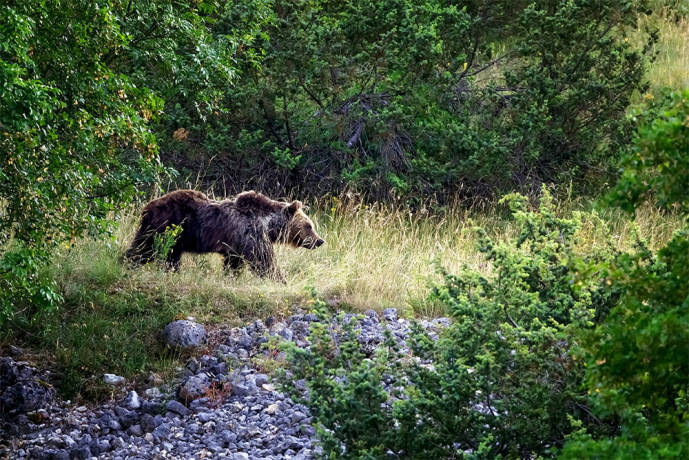 Marscian Brown Bear