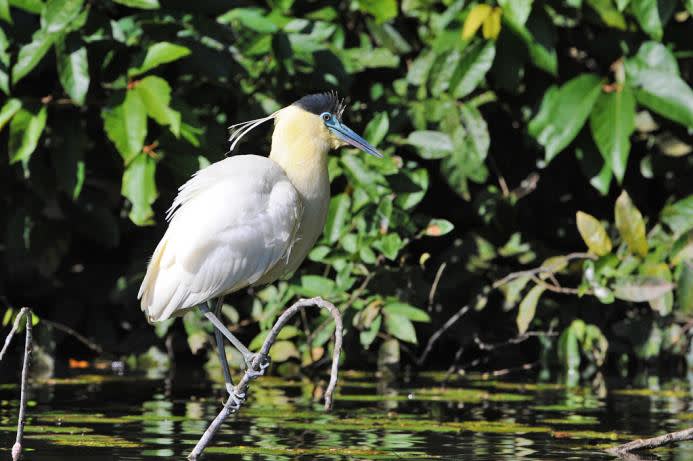 capped heron