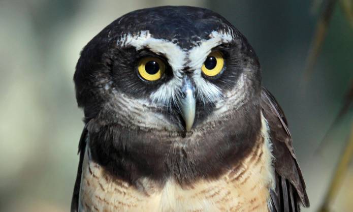 amazon spectacled owl