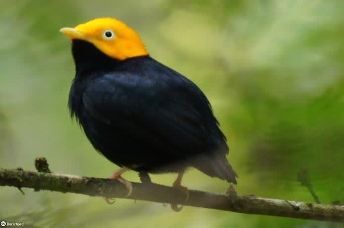 golden headed manakin